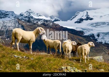 A flock of sheep is grazing near the lake Lago della Manzina, the Palon de la Mare mountain group in the distance. Stock Photo