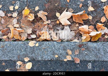Fallen autumn leaves laying on a sidewalk and road Stock Photo