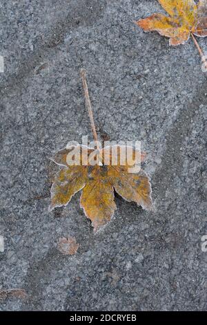 Fallen autumn leaves laying on a sidewalk Stock Photo