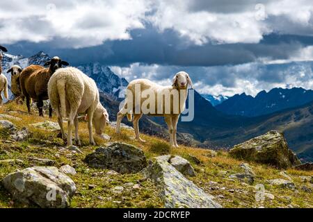 A flock of sheep is grazing near the lake Lago della Manzina, the Palon de la Mare mountain group in the distance. Stock Photo