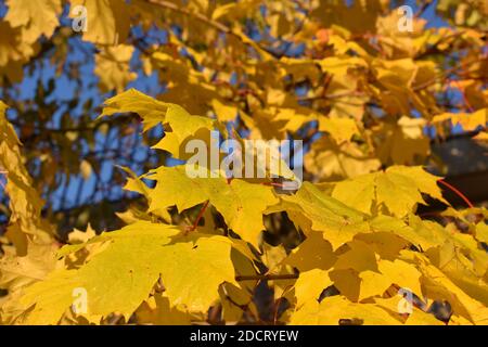 Intense yellow leaves on a maple tree in front of blue sky in late autumn Stock Photo