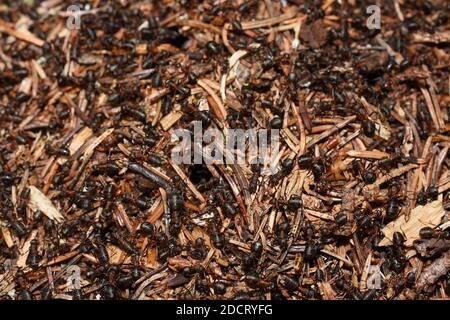 Closeup on red wood ants Formica rufa in their anthill Stock Photo