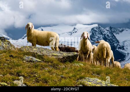 A flock of sheep is grazing near the lake Lago della Manzina, the Palon de la Mare mountain group in the distance. Stock Photo