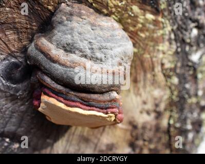 Red-belt conk Fomitopsis pinicola growing on a log Stock Photo