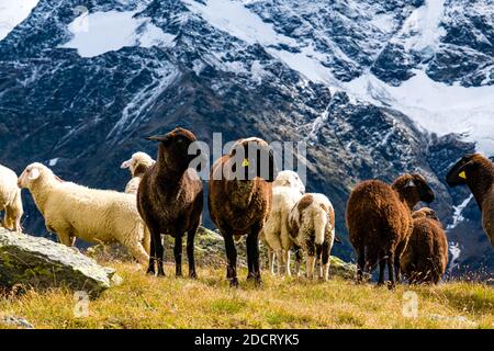 A flock of sheep, including black sheep, is grazing near the lake Lago della Manzina, the Palon de la Mare mountain group in the distance. Stock Photo