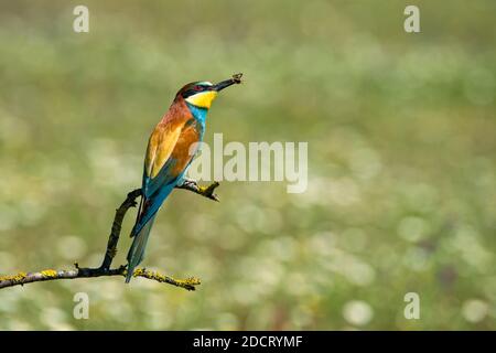 Bee-eater with a bee in its beak perched on a branch Stock Photo