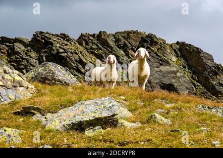 Two sheep are grazing near the lake Lago della Manzina, rocks and mountain ridges in the distance. Stock Photo