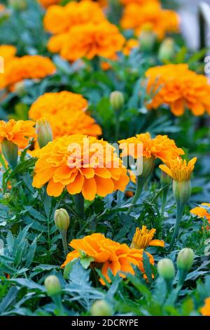 Tagetes patula 'Safari Tangerine' (Safari Series). French marigold 'Safari Tangerine' Stock Photo