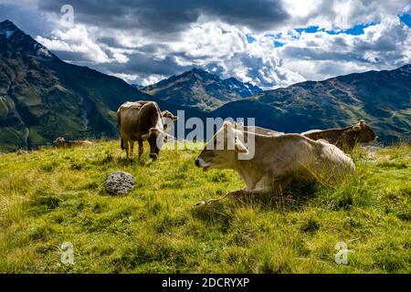 Cattle are grazing near the lake Lago della Manzina, green mountains slopes in the distance. Stock Photo