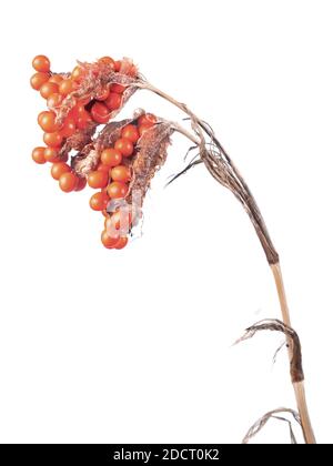 Seeds and pods of Iris foetidissima aka Stinking Iris isolated on white. Stock Photo