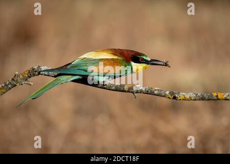 Bee-eater with a bee in its beak perched on a branch Stock Photo