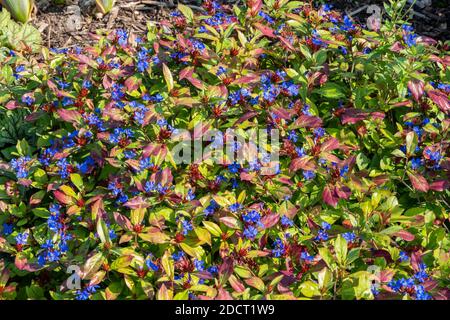 Ceratostigma plumbaginoides a summer autumn flower plant commonly known as blue flowered leadwort, stock photo image Stock Photo