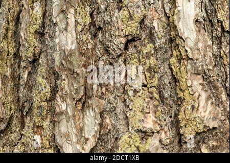 Pinus nigra subsp 'Nigra'  brown tree bark macro close up texture background commonly known as   Austrian Pine or black pine, stock photo image Stock Photo