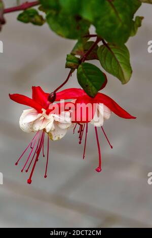 Beautiful fuchsia flowers in full bloom. Red and white colors of flower buds Stock Photo