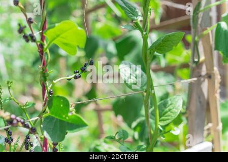 Close-up view cluster of matured malabar spinach seeds and flowers on vine trellis at backyard garden near Dallas, Texas, America. Other name are Base Stock Photo