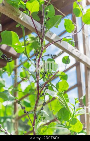 Malabar spinach seeds and flowers on vine trellises to pergola at backyard garden near Dallas, Texas, America. Other name are Basella Rubra, malabar S Stock Photo