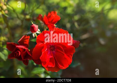 Red rose close-up blooms in the garden. Blurry Sunny background with bokeh, soft focus, shallow depth of field. Colorful floral summer background for Stock Photo