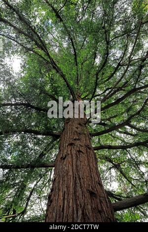 California Redwood tree (Sequoia sempervirens) in the University Botanical Garden , Cape Winelands, Western Province, South Africa. Stock Photo