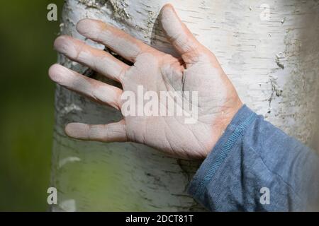 Betulin, Hand weiß gefärbt vom Reiben auf dem Stamm einer Birke, Birke, Hänge-Birke, Sand-Birke, Hängebirke, Sandbirke, Weißbirke, Stamm, Rinde, Birke Stock Photo