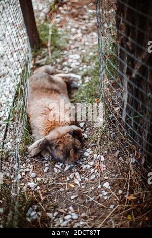 A lop-eared brown rabbit lies in an outdoor paddock on a farm. Stock Photo