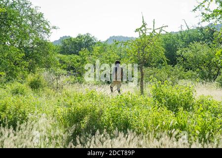 Hadzabe hunter hunts in the bush near his village Stock Photo