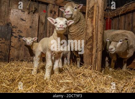 Preston, Lancashire, UK. 23rd Nov, 2020. Poll Dorset ewes with lambs near Preston, Lancashire, UK. The prolific sheep breed are capable of lambing all year round and can produce three crops of lambs every two years. Credit: John Eveson/Alamy Live News Stock Photo