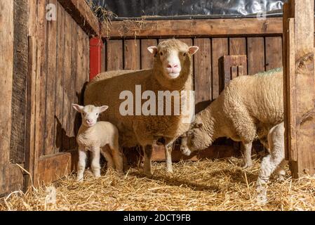 Preston, Lancashire, UK. 23rd Nov, 2020. Poll Dorset ewe and lamb near Preston, Lancashire, UK. The prolific sheep breed are capable of lambing all year round and can produce three crops of lambs every two years. Credit: John Eveson/Alamy Live News Stock Photo