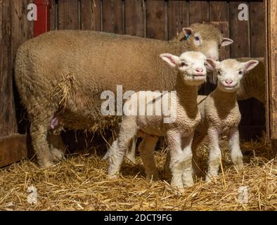 Preston, Lancashire, UK. 23rd Nov, 2020. Poll Dorset ewes with lambs near Preston, Lancashire, UK. The prolific sheep breed are capable of lambing all year round and can produce three crops of lambs every two years. Credit: John Eveson/Alamy Live News Stock Photo