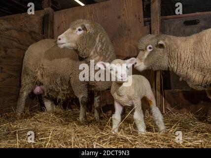 Preston, Lancashire, UK. 23rd Nov, 2020. Poll Dorset ewes with lambs near Preston, Lancashire, UK. The prolific sheep breed are capable of lambing all year round and can produce three crops of lambs every two years. Credit: John Eveson/Alamy Live News Stock Photo