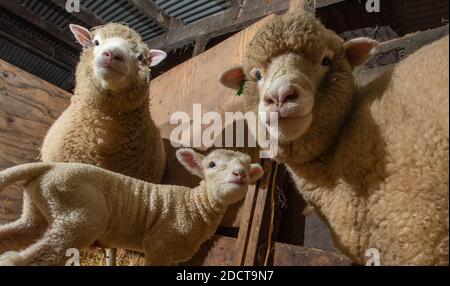 Preston, Lancashire, UK. 23rd Nov, 2020. Poll Dorset ewes and lamb near Preston, Lancashire, UK. The prolific sheep breed are capable of lambing all year round and can produce three crops of lambs every two years. Credit: John Eveson/Alamy Live News Stock Photo