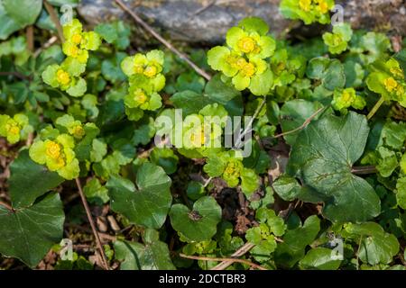 Alternate-leaved golden-saxifrage, Gullpudra (Chrysosplenium alternifolium) Stock Photo