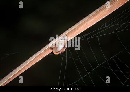 Small snail with snail shell on a reed with spider web on a lake or ...