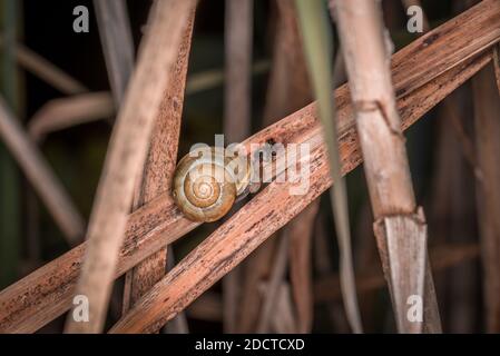 Small snail with snail shell on a reed with spider web on a lake or ...