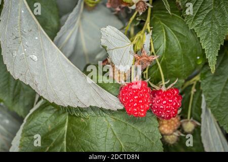 Raspberry Hemp Rope