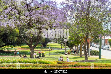 People picnicking under flowering Jacaranda trees in full bloom in Hyde Park Perth Western Australia. Stock Photo