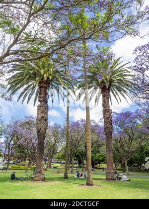 People picnicking under flowering Jacaranda trees in full bloom in Hyde Park Perth Western Australia. Stock Photo