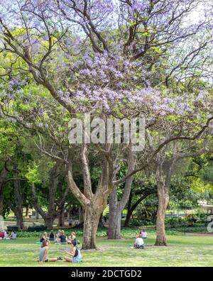 People picnicking under flowering Jacaranda trees in full bloom in Hyde Park Perth Western Australia. Stock Photo