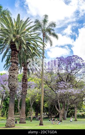 People picnicking under flowering Jacaranda trees in full bloom in Hyde Park Perth Western Australia. Stock Photo