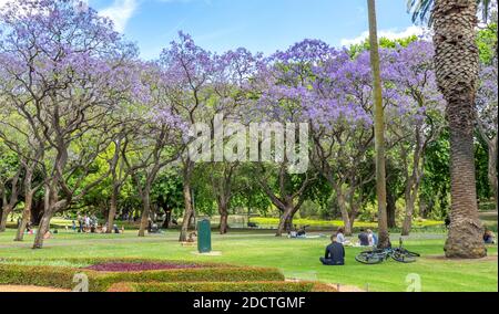 People picnicking under flowering Jacaranda trees in full bloom in Hyde Park Perth Western Australia. Stock Photo