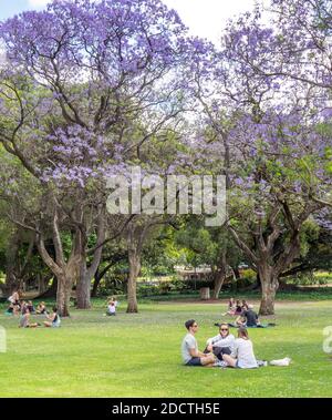 People picnicking under flowering Jacaranda trees in full bloom in Hyde Park Perth Western Australia. Stock Photo