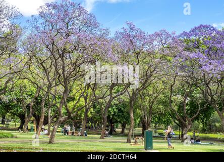 People picnicking under flowering Jacaranda trees in full bloom in Hyde Park Perth Western Australia. Stock Photo