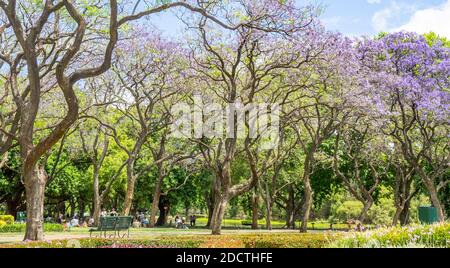 People picnicking under flowering Jacaranda trees in full bloom in Hyde Park Perth Western Australia. Stock Photo