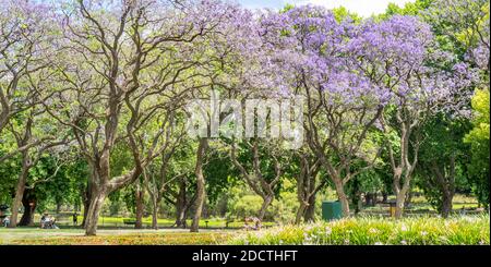 People picnicking under flowering Jacaranda trees in full bloom in Hyde Park Perth Western Australia. Stock Photo