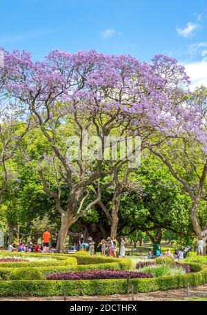 People picnicking under flowering Jacaranda trees in full bloom in Hyde Park Perth Western Australia. Stock Photo