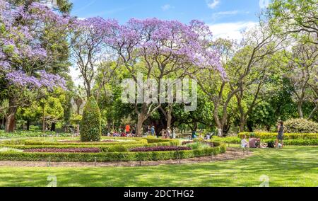 People picnicking under flowering Jacaranda trees in full bloom in Hyde Park Perth Western Australia. Stock Photo