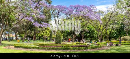 People picnicking under flowering Jacaranda trees in full bloom in Hyde Park Perth Western Australia. Stock Photo