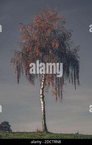 Lonely Silver birch (Betula pendula) tree in autumn colors, standing in the morning sunlight. Stock Photo