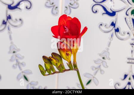 Iridaceae, Freesia Red Bi Color flower Stock Photo