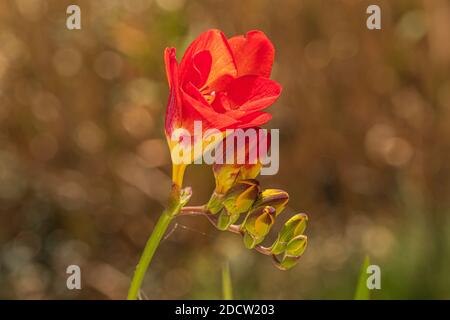 Iridaceae, Freesia Red Bi Color flower Stock Photo