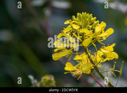 Erucastrum nasturtiifolium, Watercress Leaf Rocket in Flower Stock Photo